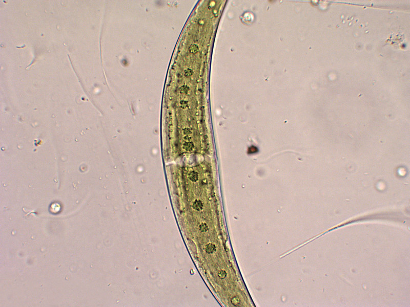 Prima alga osservata